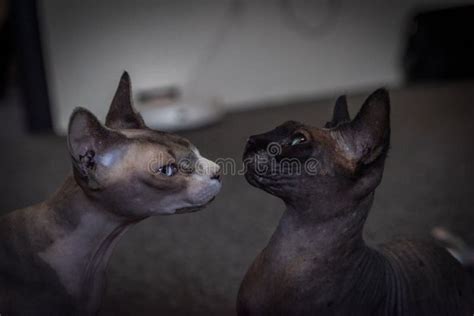Naked Beautiful Cat Indoor In Dark Room Stock Image Image Of Kitten Beautiful