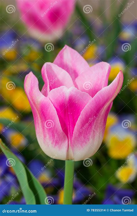 Beautiful Single Flower Pink Tulip In Garden Stock Photo Image Of