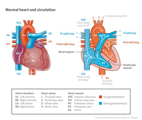 cardiology normal heart