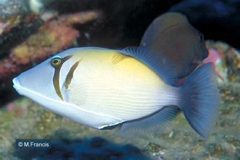 Cook Islands Biodiversity Sufflamen Bursa Scythe Triggerfish