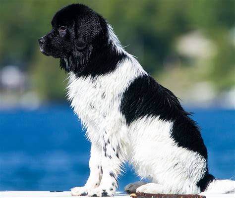 Фото ньюфаундленда (167 фотографий)