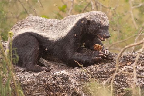 A honey badger after some honey - Africa Geographic