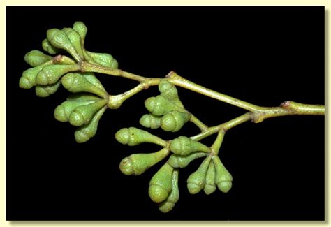 Eucalyptus Paedoglauca