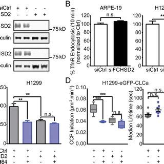 Differential Effects Of Kinase Inhibitors On Cme In Cancer Cells A