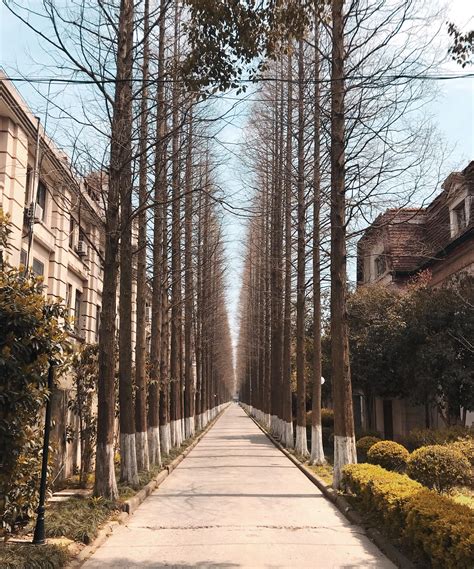 ITAP of planted trees down this path of road : r/itookapicture
