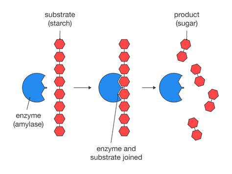 Diagrams Best Represents Part Of The Structure Of Amylase An