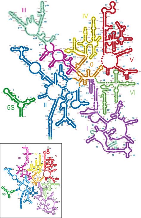 Secondary Structure Diagram Of The Plant 26s And 5s Rrna 2d Download Scientific Diagram