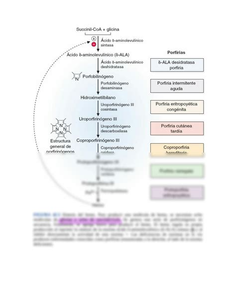 Metabolismo Da Bilirrubina 10