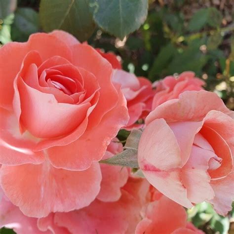 Céline Delbard® | Roses' Name