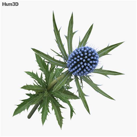 Eryngium 3D model - Download Flowers on 3DModels.org
