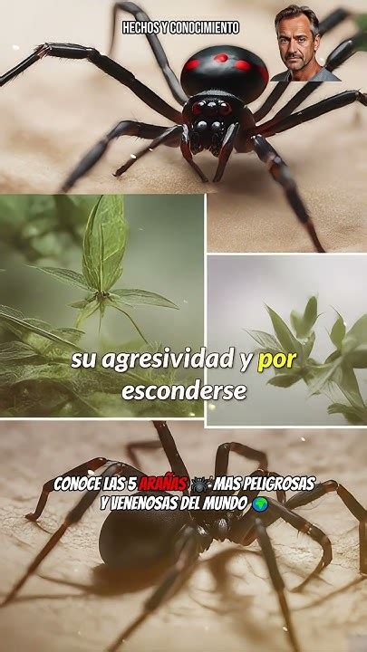 Conoce Las 5 Arañas 🕷️ Mas Peligrosas Y Venenosas Del Mundo 🌍