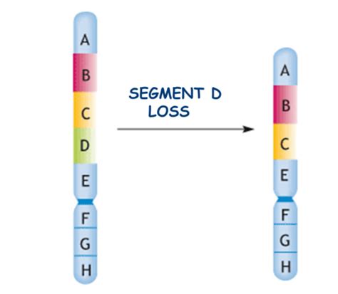 Flashcard genetics 13 - Chromosome mutations | Quizlet 