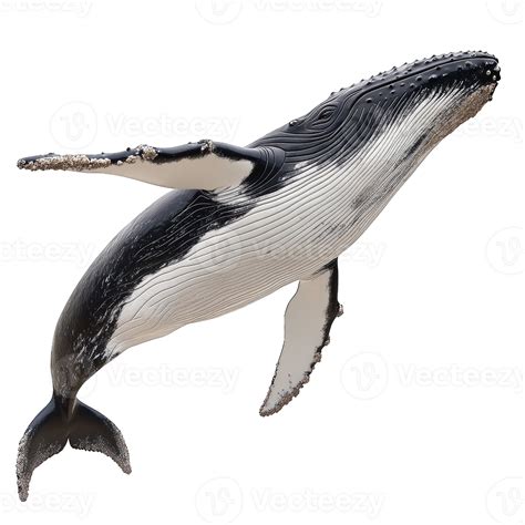 Humpback Whale Breaching with Barnacles 49239217 PNG