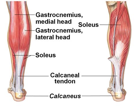 Soleus Muscle Pain Fingersandfeathersh