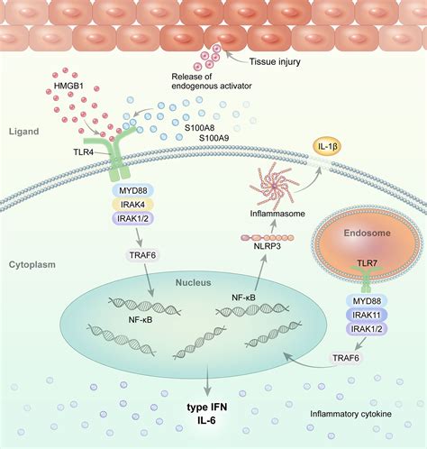 Frontiers Roles Of Interactions Between Toll Like Receptors And Their