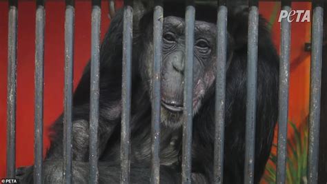 Hallmark Halts Chimpanzee Card Sales 8 Years After Peta Exposed Them