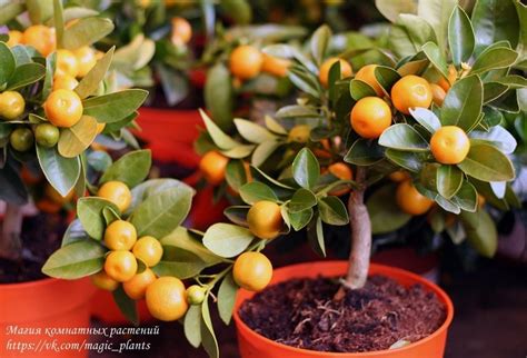 Магия комнатных растений: записи сообщества | ВКонтакте