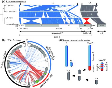 Structure Of The Great Reed Warbler Z And W Neo Sex Chromosomes A