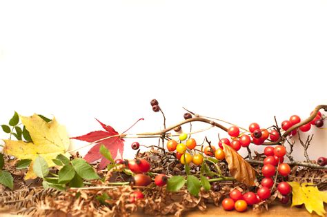stock photo  autumn background freeimageslive