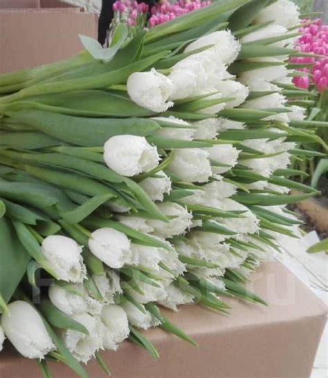 Продажа Тюльпана 1-8 марта, новый, в наличии. Цена: 100₽ во Владивостоке