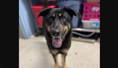 Busca un nuevo hogar Familia abandonó a su perro porque pensaron que era gay Chilevisión