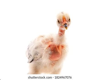 1 856 Naked Chicken Stock Photos Images Photography Shutterstock
