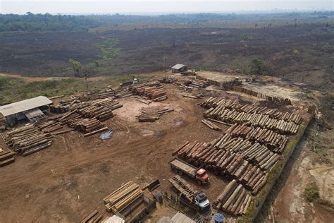 Brazilian Amazon Deforestation Drops In Lula S First Six Months As