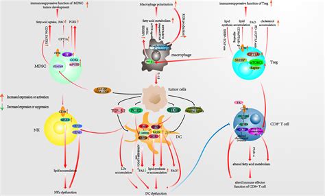 Frontiers Targeting Lipid Metabolism Reprogramming Of Immunocytes In