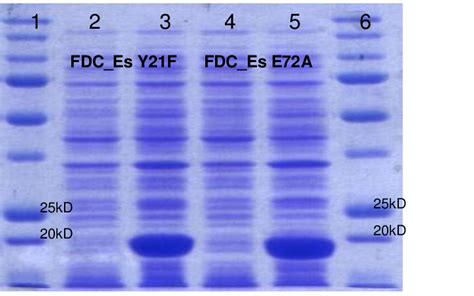 Figure S2 Sds Page Analysis Of Enzyme Variants Fdc Es Y21f And Fdc Es Download Scientific