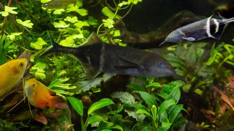 elephantnose fish | Aquarium Works