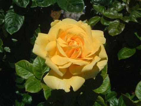 Роза «Микеланджело» — описание, фото и характеристики сорта