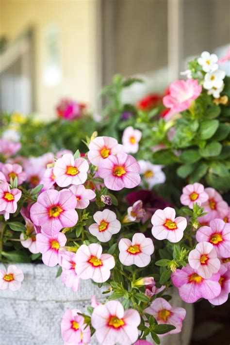 Miniature Petunias stock image. Image of flowers, beauty - 54355245