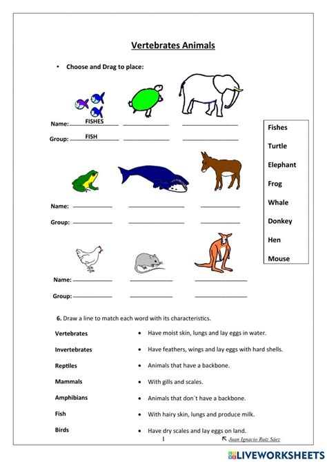 Vertebrate Animals 3 Worksheet