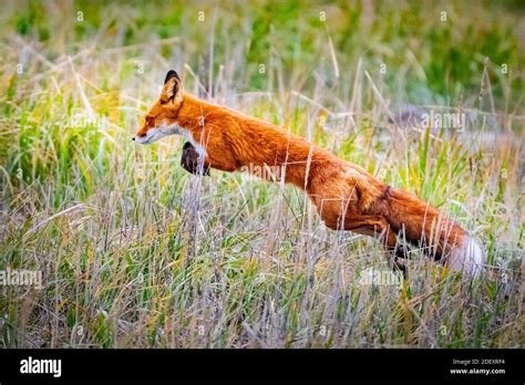 Jumping Red Fox Stock Photo Alamy