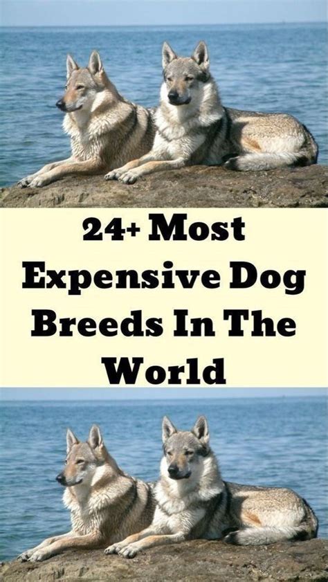 24 Most Expensive Dog Breeds In The World Artofit