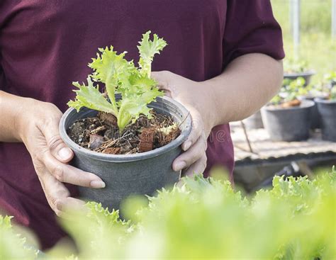 Hands Of Farmer Harvesting Vegetable Organic Salad Lettuce From