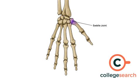 saddle joint definitions examples origin features movement