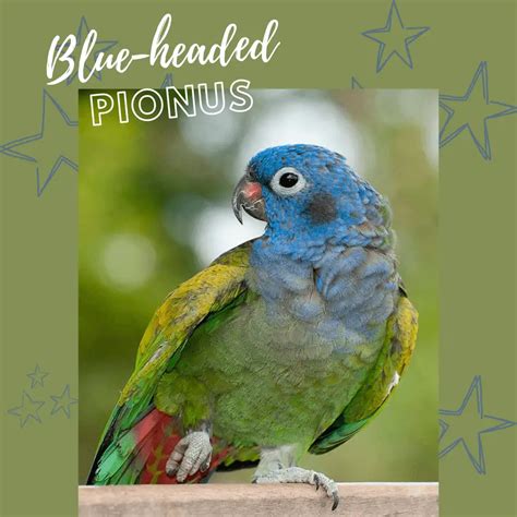 Pionus parrot - Types Habitat Diet Breeding and Lifestyle