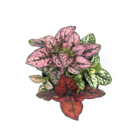 hypoestes  pack seedling tray buygrow  store