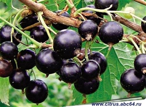 Смородина и крыжовник, черная смородина, красная смородина, белая ...