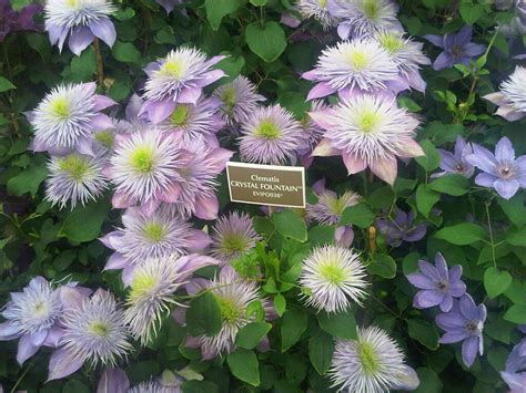 Clematis Crystal Fountain™ Evipo038 | Clematis Crystal Fount… | Flickr