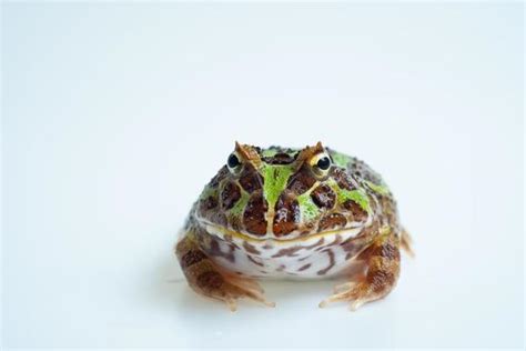 Horned Frog Stock Photos, Images and Backgrounds for Free Download