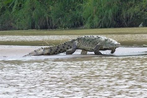 Is Gustave The Man Eater Crocodile Still Alive Afrinik