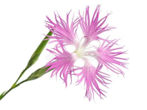 Pink Dianthus Superbus Nadeshiko Stock Image Image Of Flower