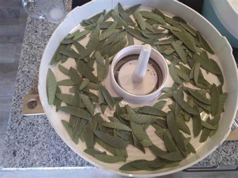 Drying Sage for backpacking | Hike for Purpose