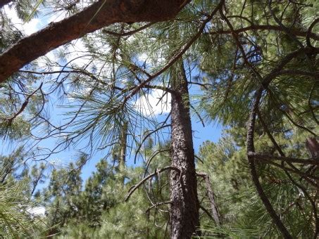 Bildet Tre Natur Skog Gren Sn Kald Vinter Anlegg Himmel