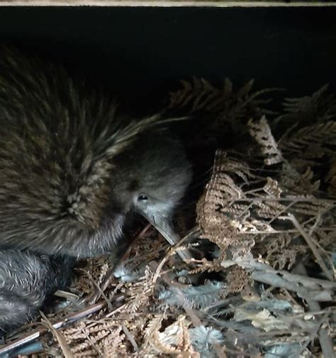 Kiwi Bird Egg Hatching