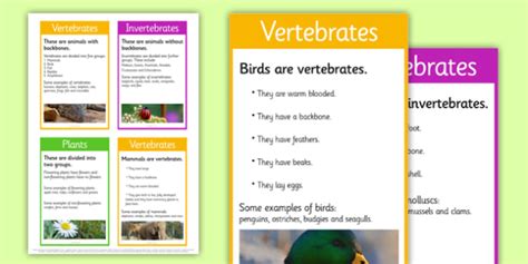 Vertebrate Examples