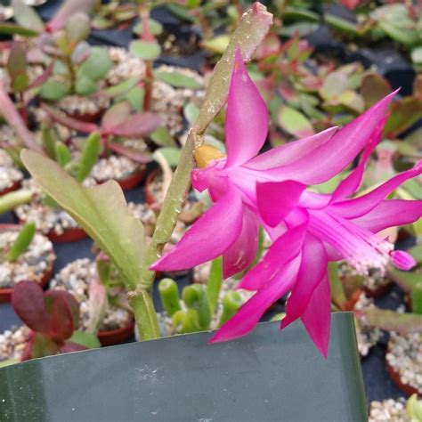 Shop Christmas Cactus Schlumbergera Bridgesii Care And Info