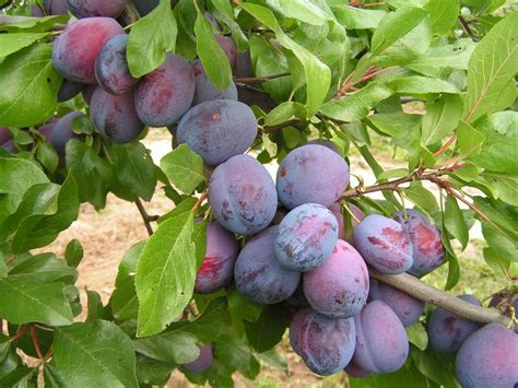 Слива Венгерка Описание Сорта Фото – Telegraph